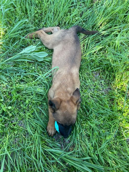 щенки бельгийский овчарка