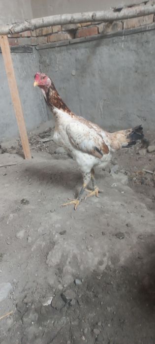 Хороз ва макйон сотилади зоти турк