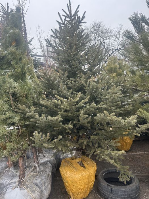 Купить живую ель в горшке. Голубая елка . Живая ель для дома .