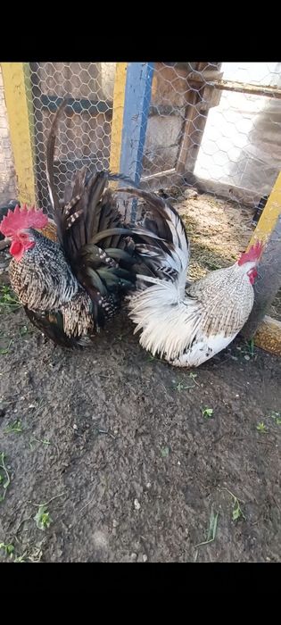 Cocoșei chabo de anul trecut