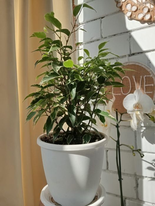 Продам красивые цветы