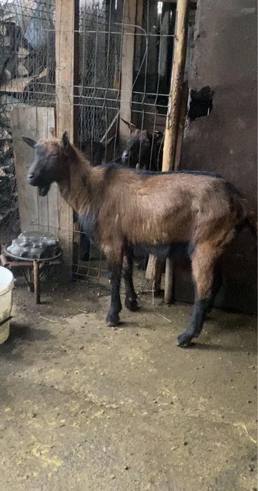 Tap alpin de vanzare