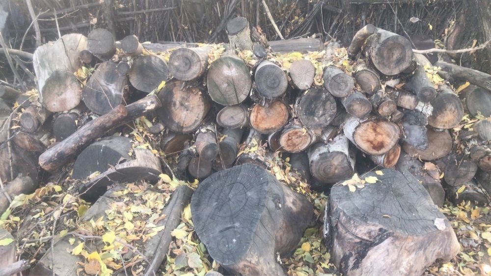 Дрова пеньки тополь