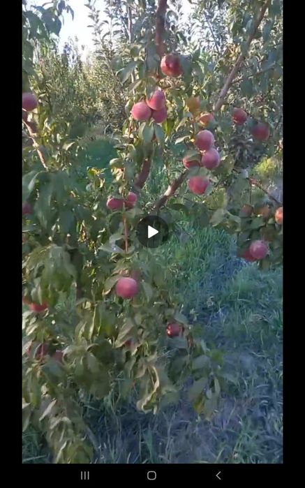 TAyyor bog‘li yer! 60sotix