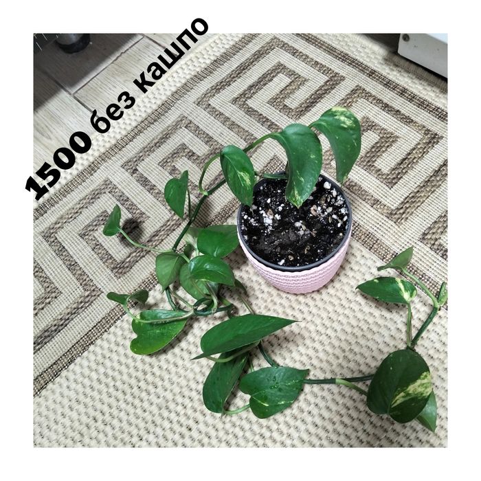 Цветы домашние не дорого