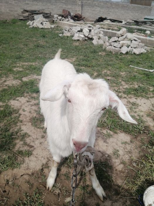 Домашний козел үй ешкісі