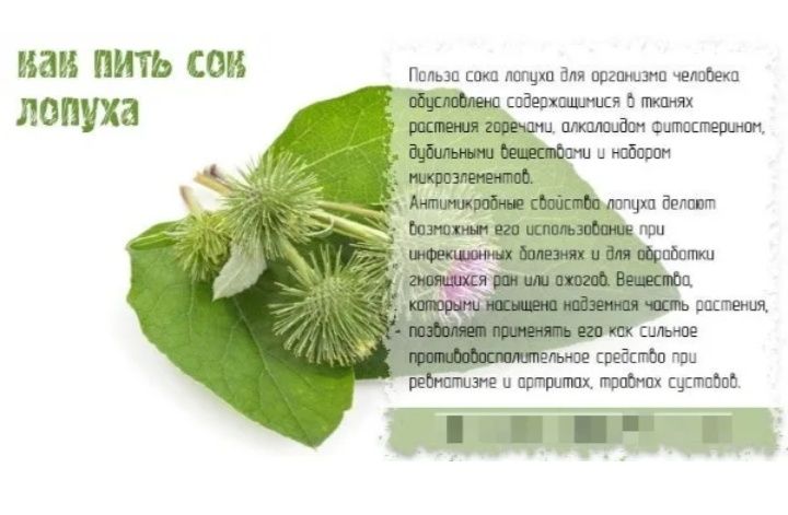 Сок лопуха.                                    .