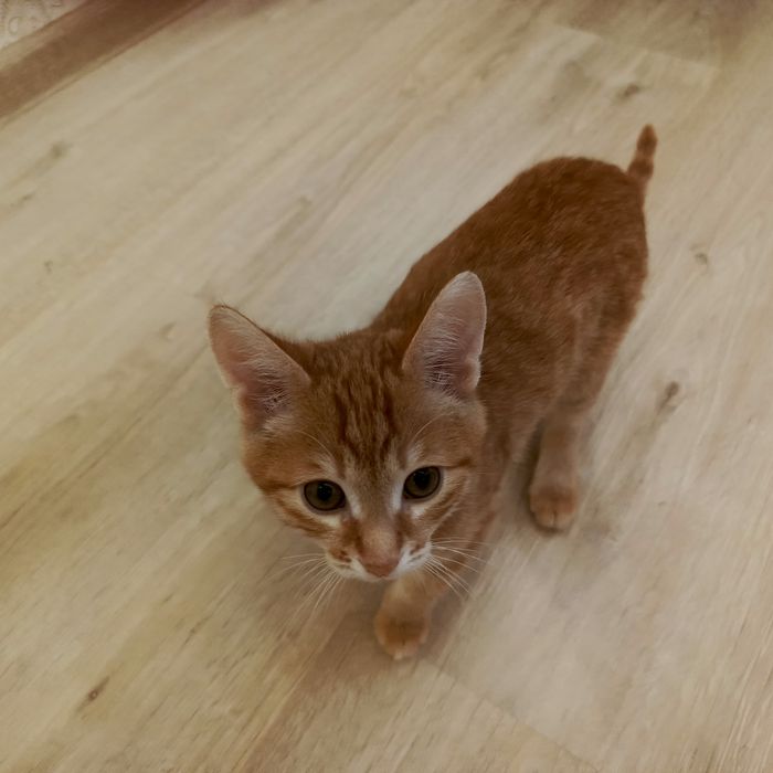 Котята домашние'