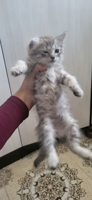 Отдам котика в добрые руки