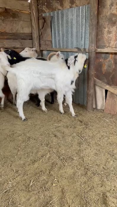 Козел нубийской породы