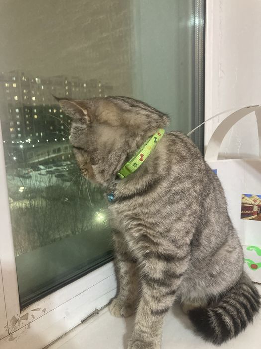 Кот Шотландский  умный