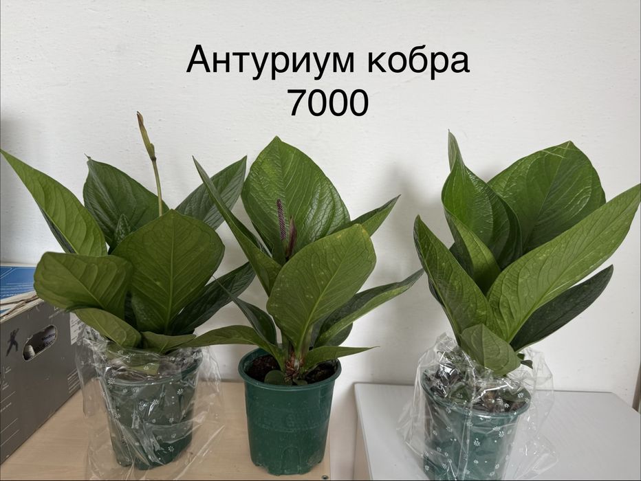 Комнатные цветы