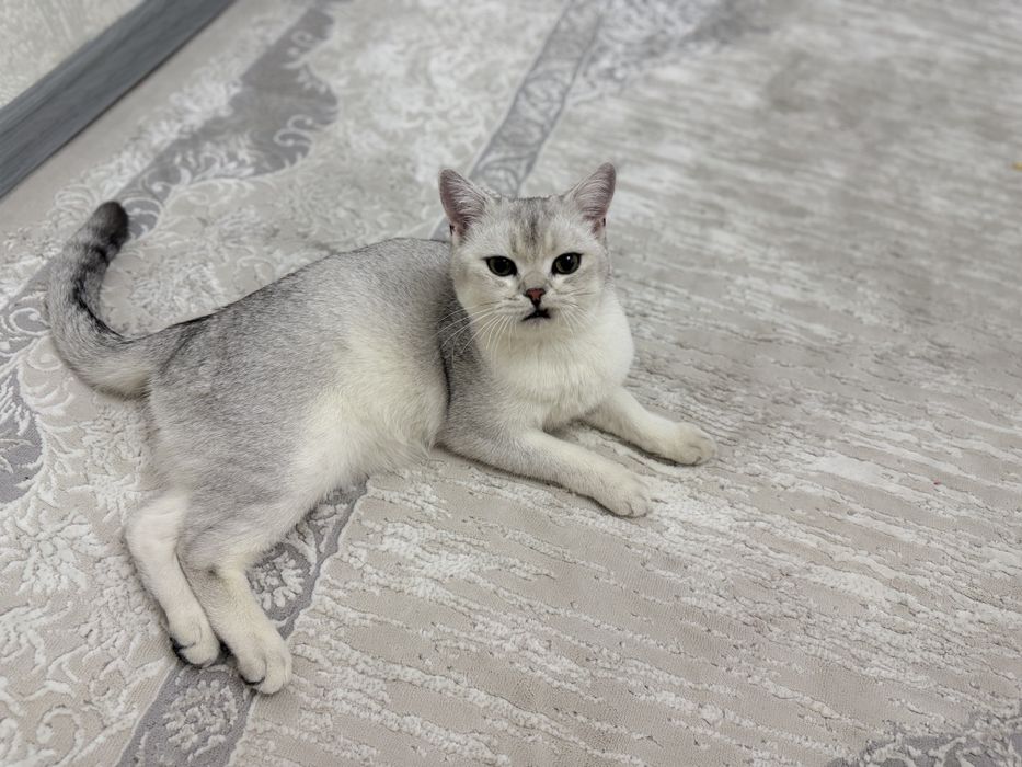 Кошка британская шиншилла
