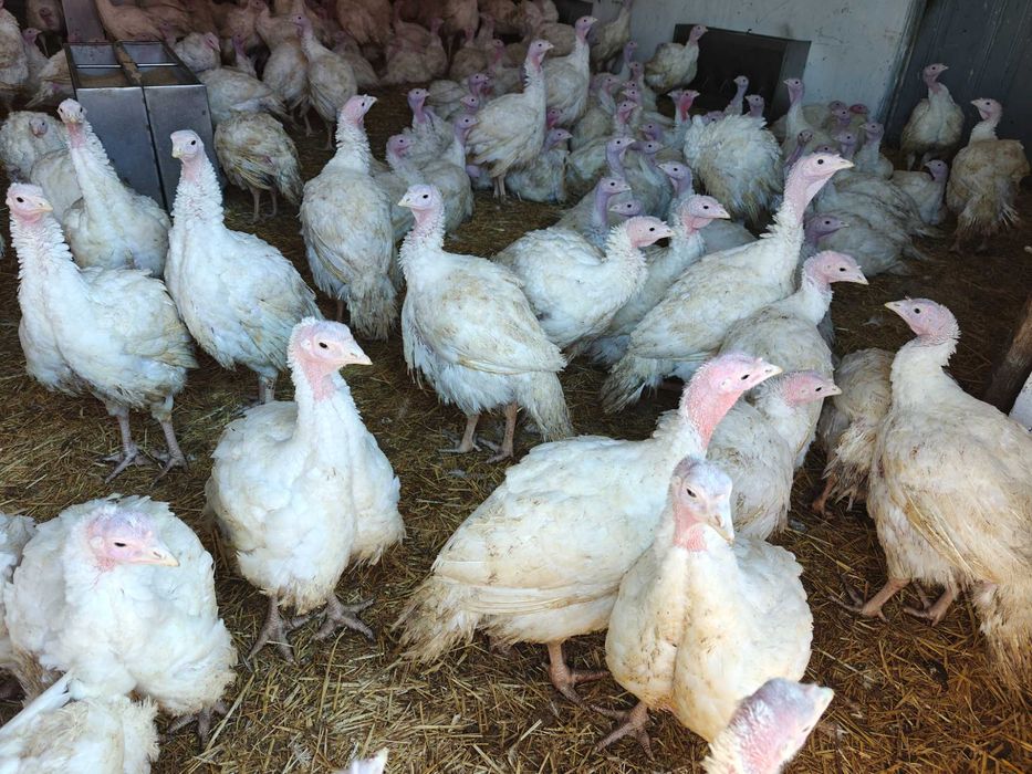 Curci de carne de vânzarea