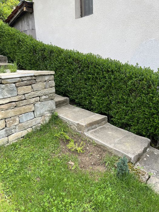 Лигуструм вечнозелен