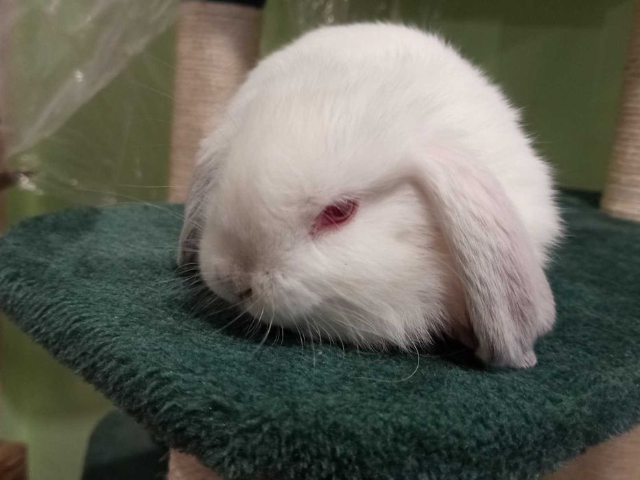 Декоративни зайчета клепоухи и правоухи