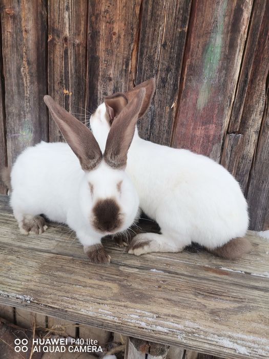 Iepuri uriaş de Transilvania si fluture German