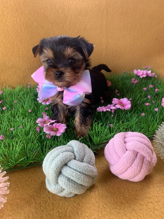 Йоркширски тепиер ,Йорки