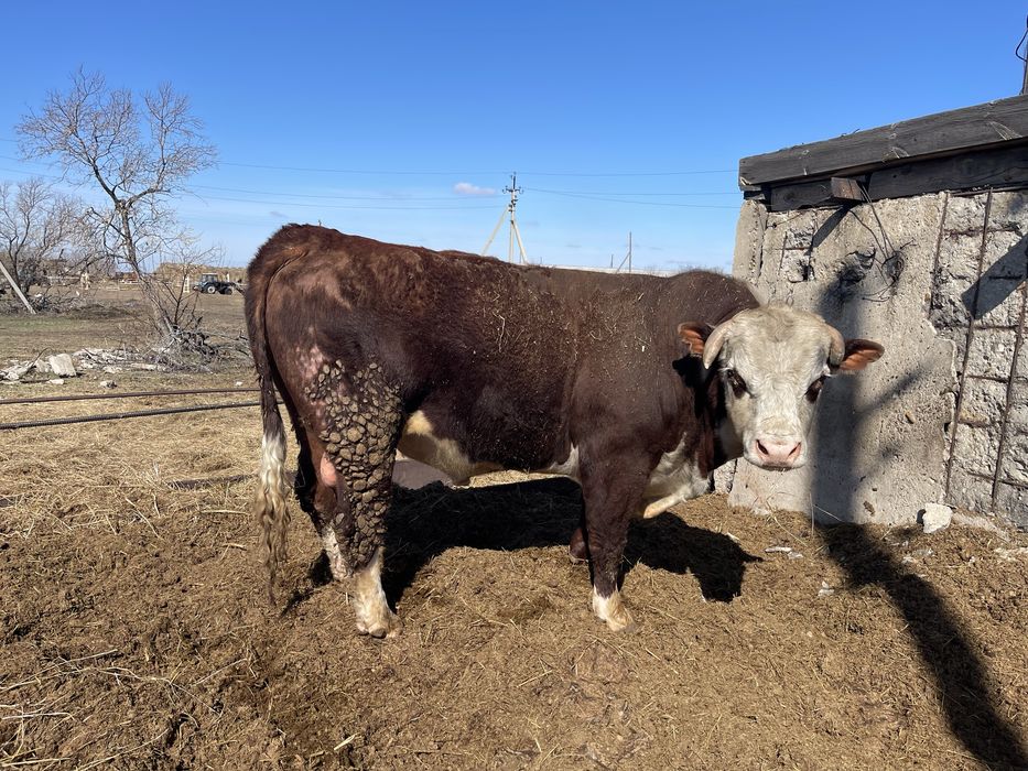 Продам бычков.