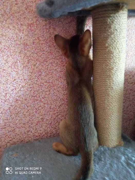 котята Абиссинские
