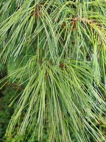 Pin Pinus Sylvestris nigra strobus