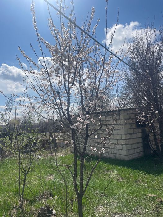 Продам дачный дом в Коктеме