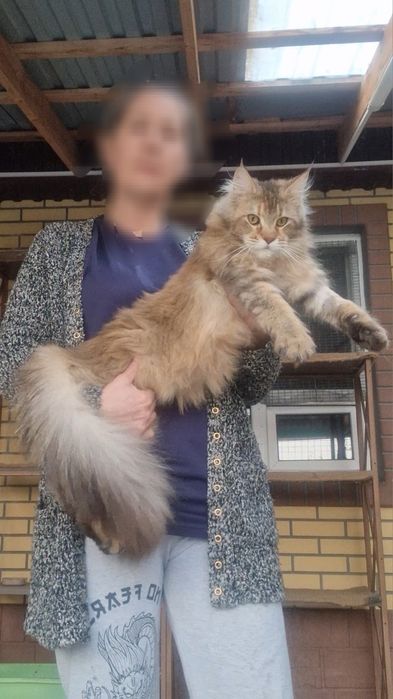 Молодые кошечки мейн-куны
