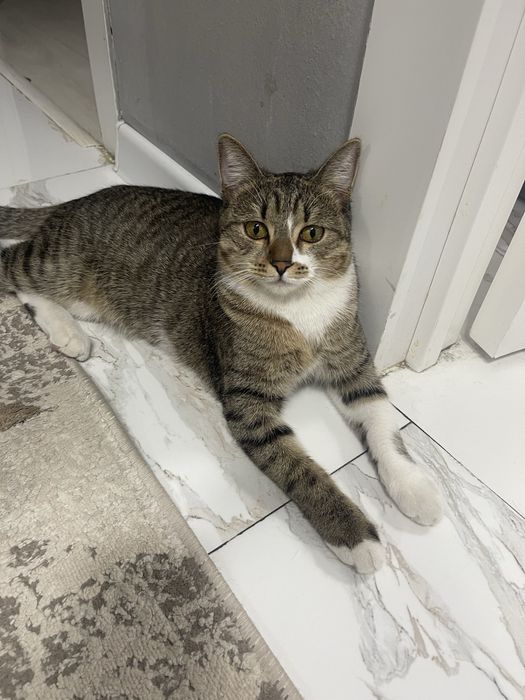 Одам бесплато в добрые руки