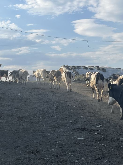 Vaci de lapte, din rasa Hollsthen f bune de lapte, tinere,la prima si a doua fatare..dau lot, sau la alegere… de vanzare juninci !