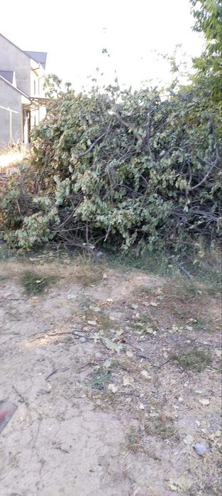 O'tin shox, дрова