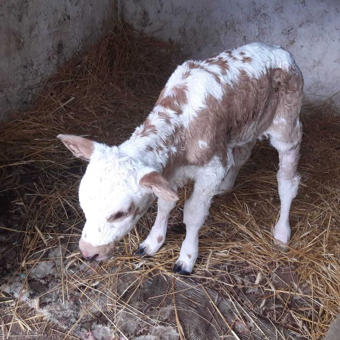 Vițea bălțată românească