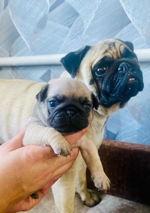 кабель мопса вязка