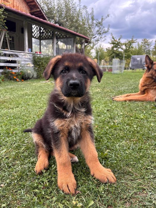 Fetiță de ciobănesc german cu pedigree de top