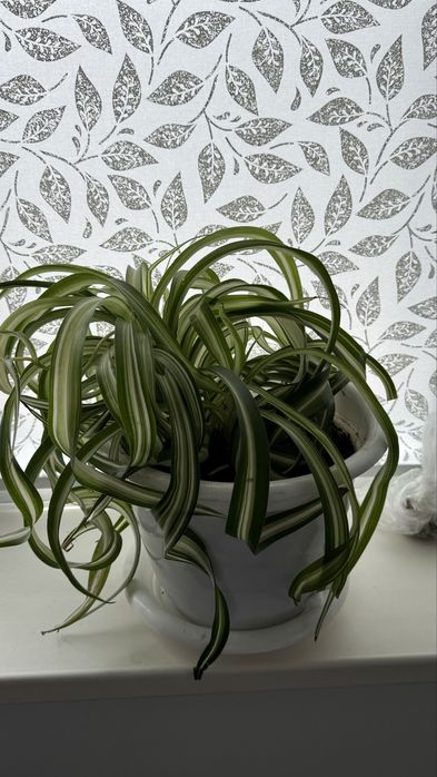 Комнатные цветы в горшке