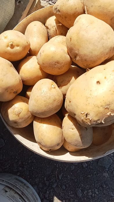 Продаю картошку,