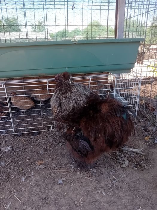 Cocoși de matase japoneză (silkie)de vanzare.