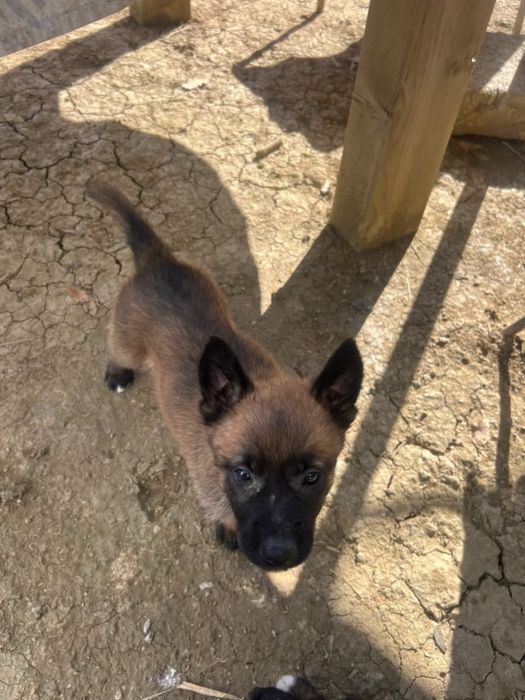 Ciobanesc belgian malinois