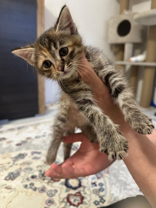 Отдам котенка бесплатно