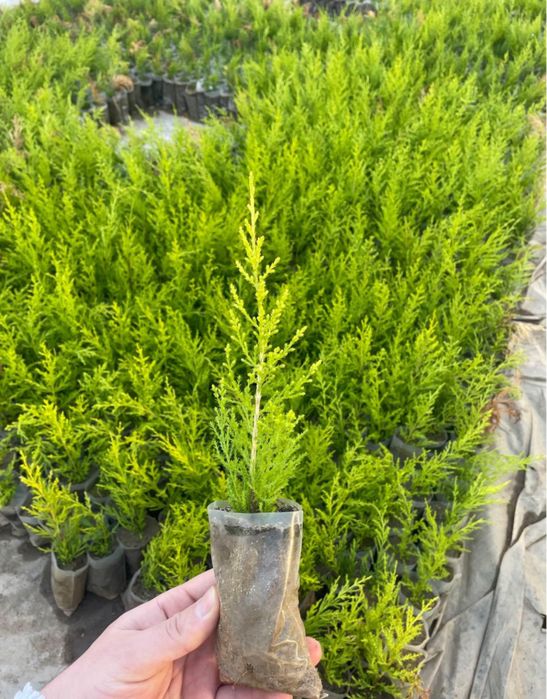 Сенсы кипарисовников.