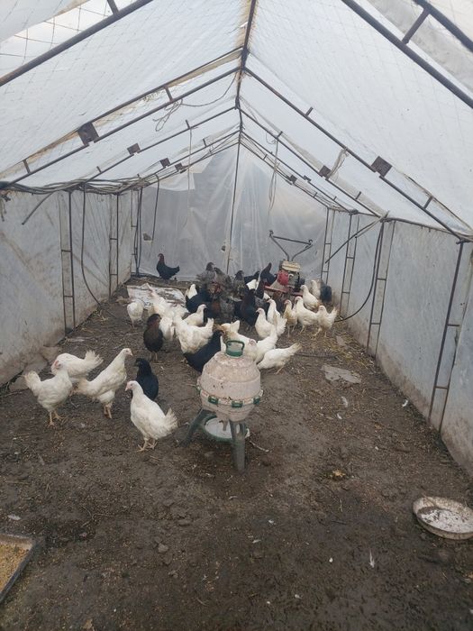 Продавам ярки легхорн и доминант