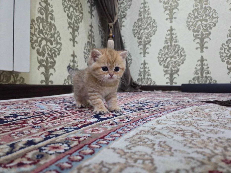 Котенок Scotish straight от чистокровных родителей