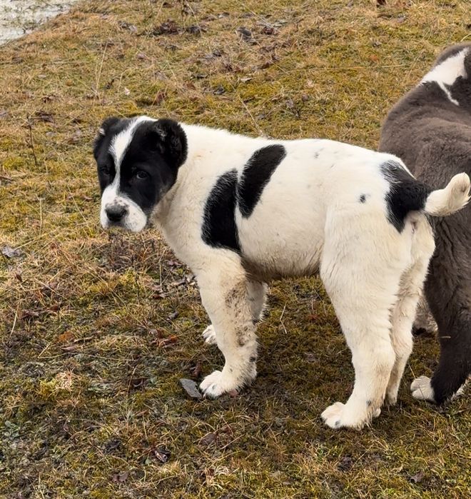 Mascul ciobanesc de Asia Centrala