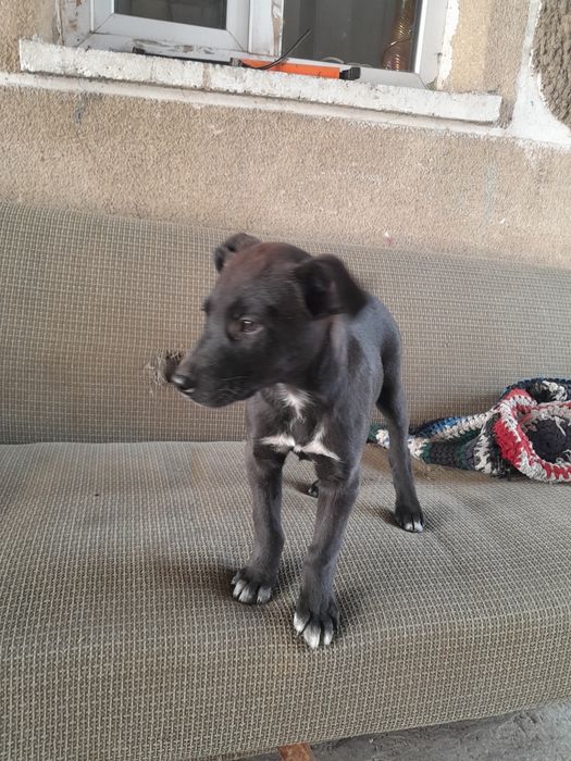 Собачка ищет хозяина