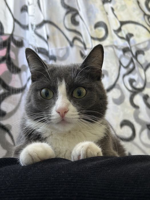 Отдам кота в хорошие руки