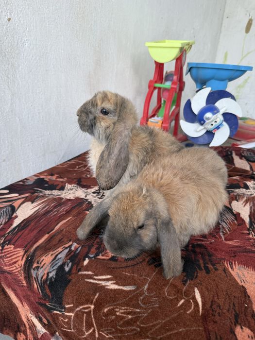 Французский баран