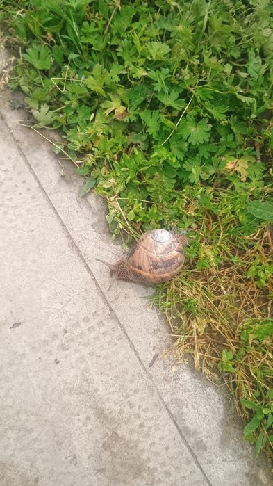 Melci de grădină