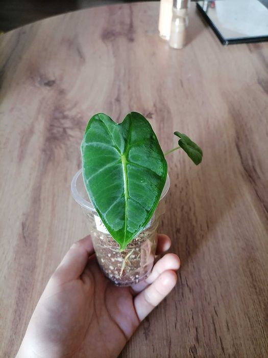 Клубни и детки алоказий