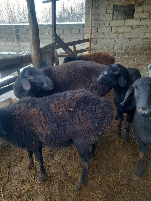 Куйлар кучкор бугоз совлик