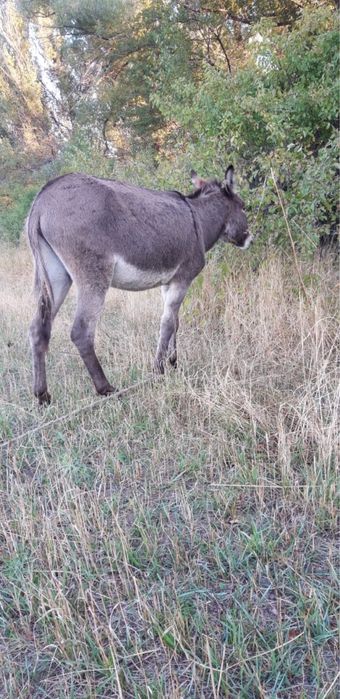 Продам ишака молодого