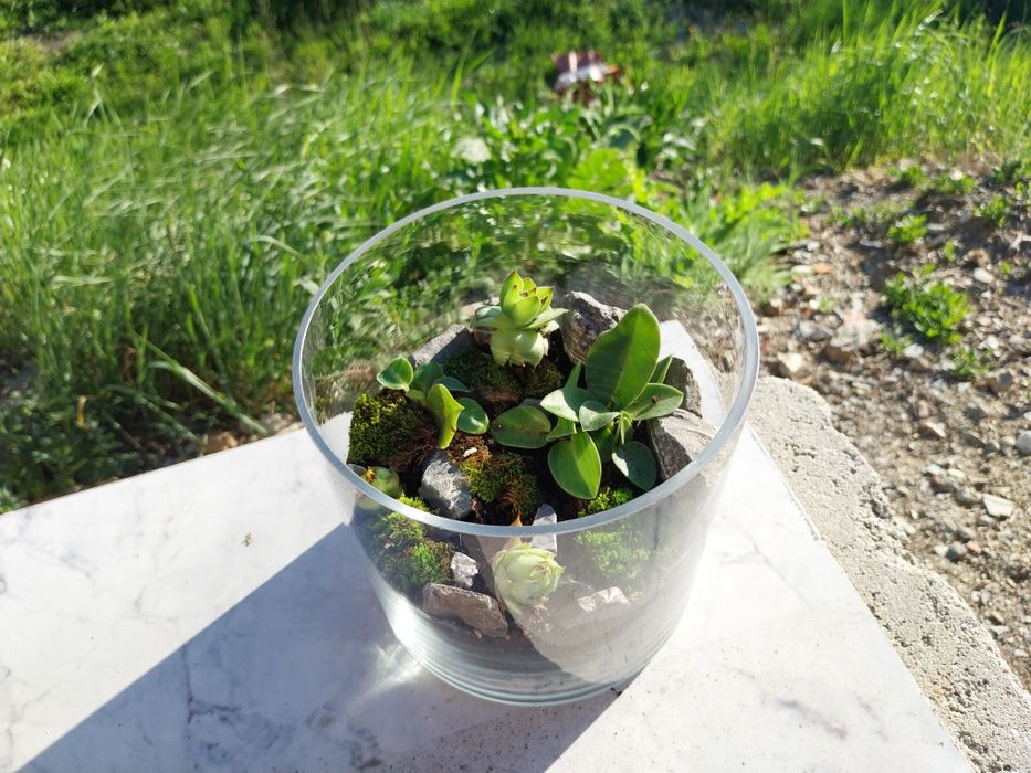 Мини екосистеми - естествени и изкуствени